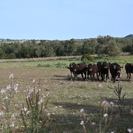 Feriegård Sa Cova Vella *
