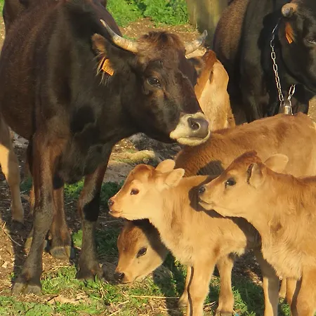 Sa Cova Vella Farm stay *