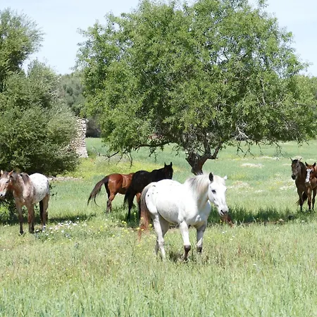 Farm stay Sa Cova Vella