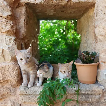 Sa Cova Vella Farm stay Manacor (Mallorca)
