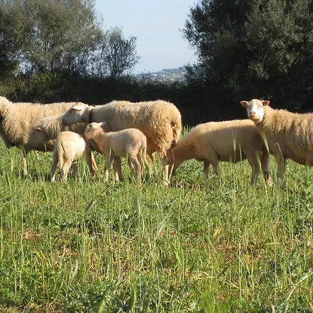 Farm stay Sa Cova Vella Manacor (Mallorca)